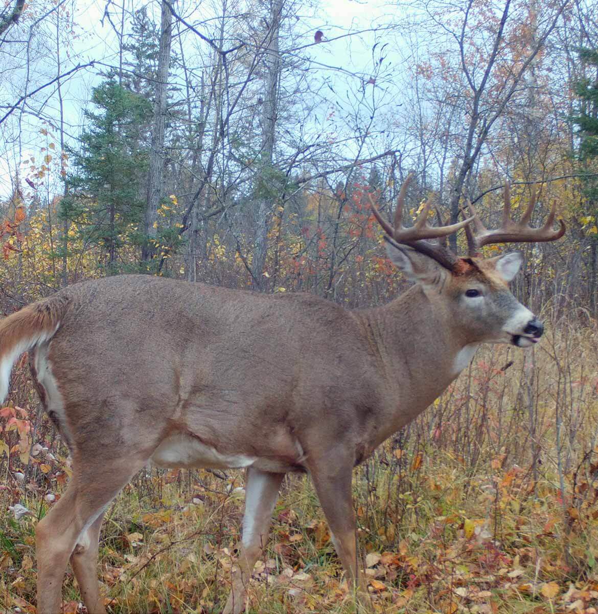 bushnell trophy hunter game camera