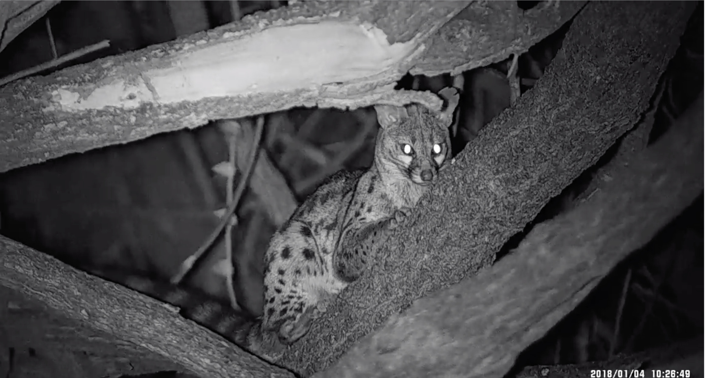 Big Wild Cat in Tree Night Vision