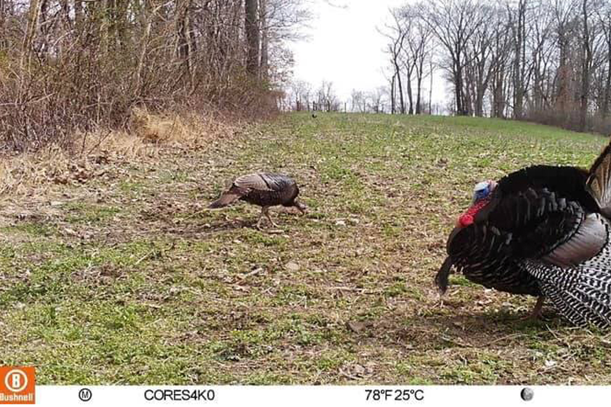 Turkey on Trail Camera